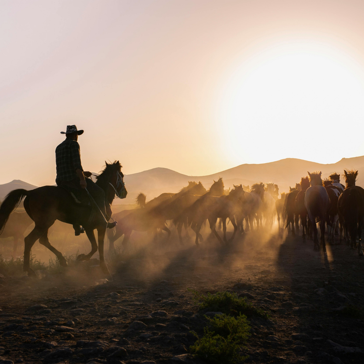 Western Collection